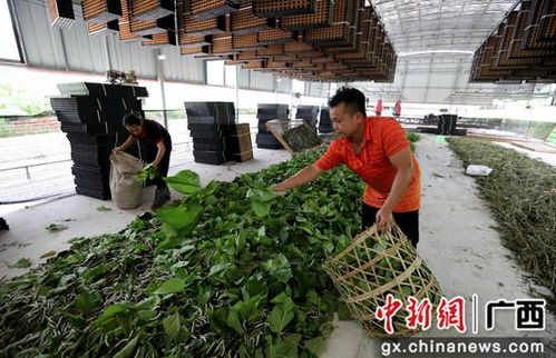 廣西融安縣種桑養蠶工廠化 結出脫貧致富繭，農作物種子經營助農增收